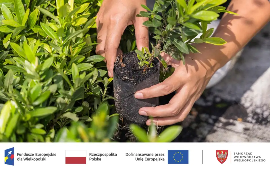 Zakończono przebudowę zieleni na Bulwarach Europejskich i w innych lokalizacjach w Pile