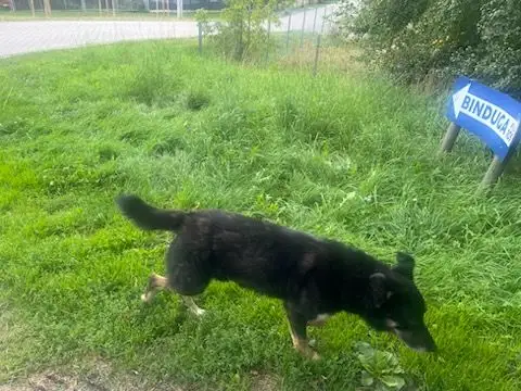Zaginął pies w Ujściu – szukają właściciela